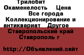 Трилобит Asaphus. Окаменелость. › Цена ­ 300 - Все города Коллекционирование и антиквариат » Другое   . Ставропольский край,Ставрополь г.